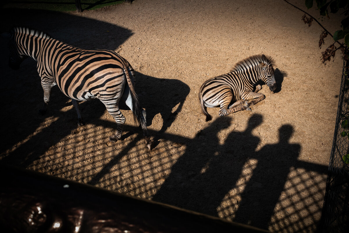 Зоопарк Лимпопо - Сергей Хабибула
