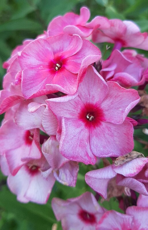 Воспоминание о лете. Август - Наталья Герасимова Воспоминание о лете. Август - Наталья Герасимова