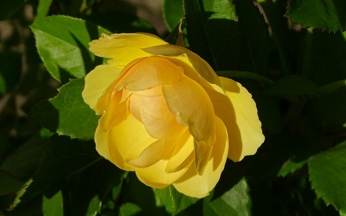 О цветах в последний день лета. - Милешкин Владимир Алексеевич 