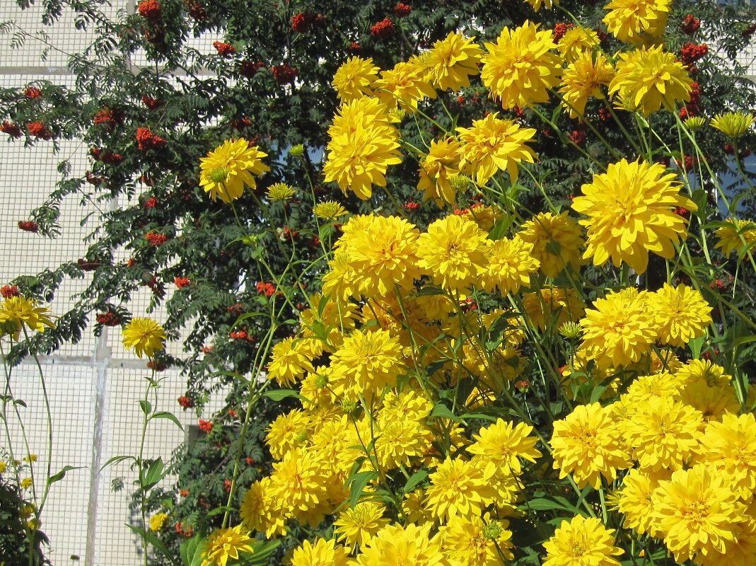 золотые цветы нашей жизни... - Галина Флора золотые цветы нашей жизни... - Галина Флора