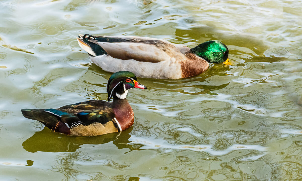 Каролинка - SanSan 