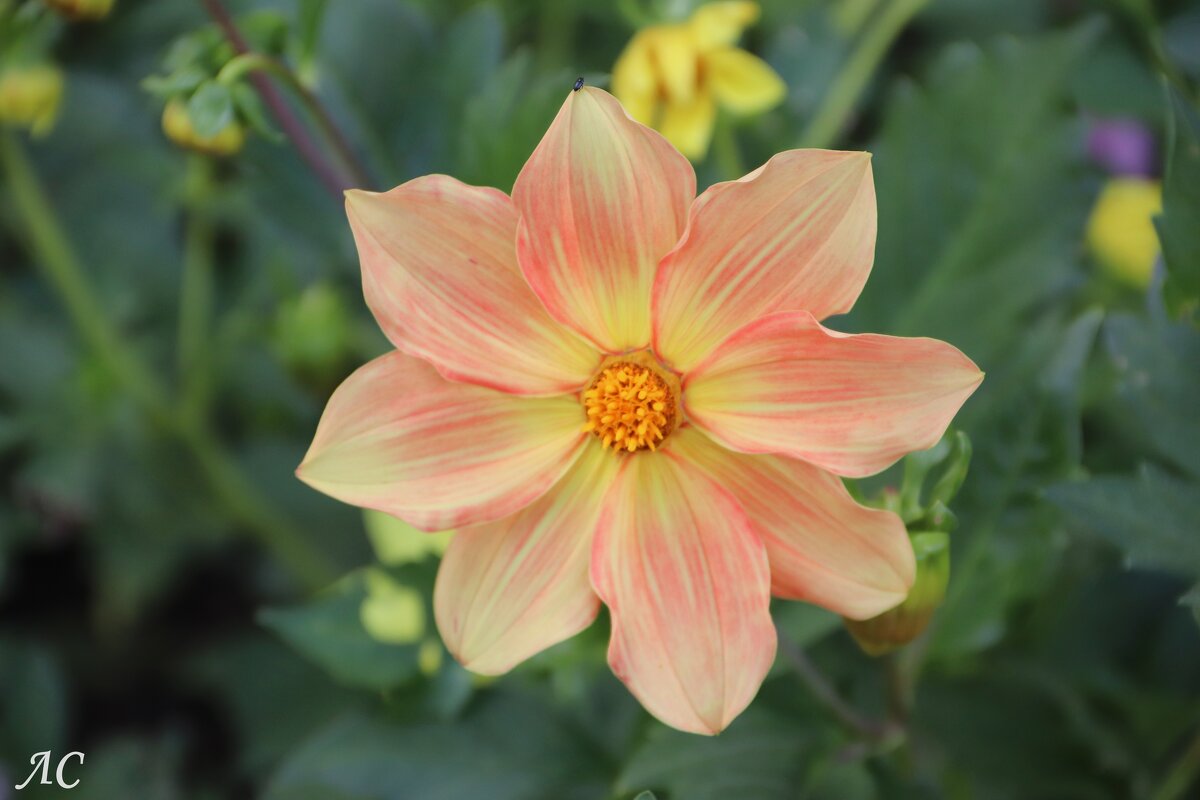 Георгина - Любовь Сахарова