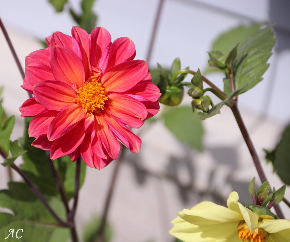 Георгина - Любовь Сахарова