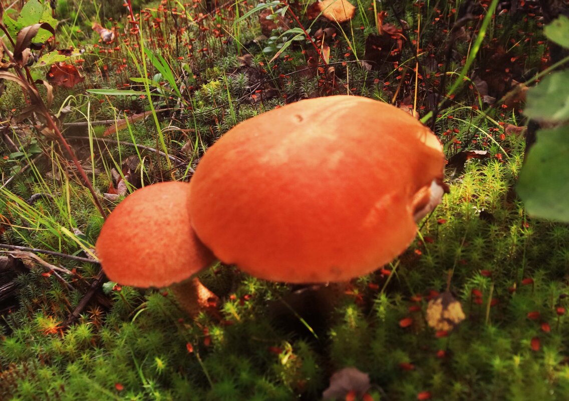 Август.....Братцы-близнецы - красноголовики! - Владимир 