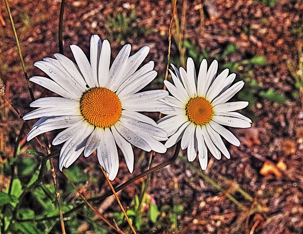 Август..Еще цветут ромашки! - Владимир 
