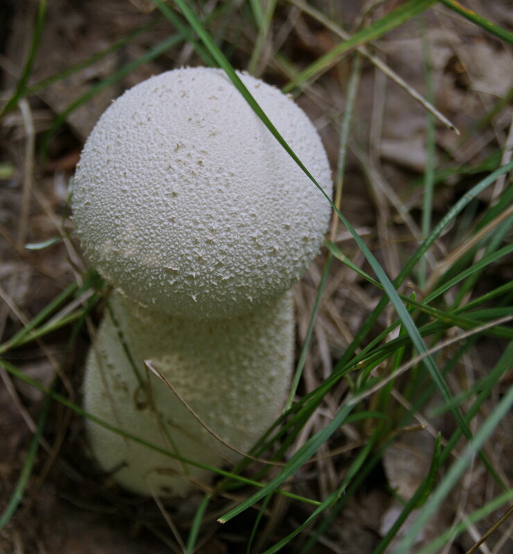 Дождевик. - сергей ермошкин