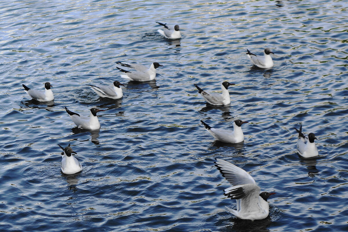 Чайки в городском парке - Рита Симонова