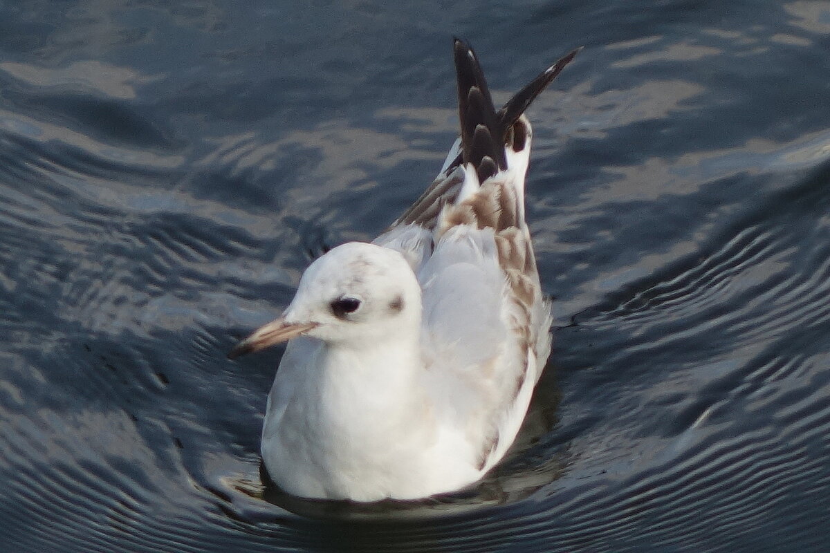 Чайки в городском парке - Рита Симонова