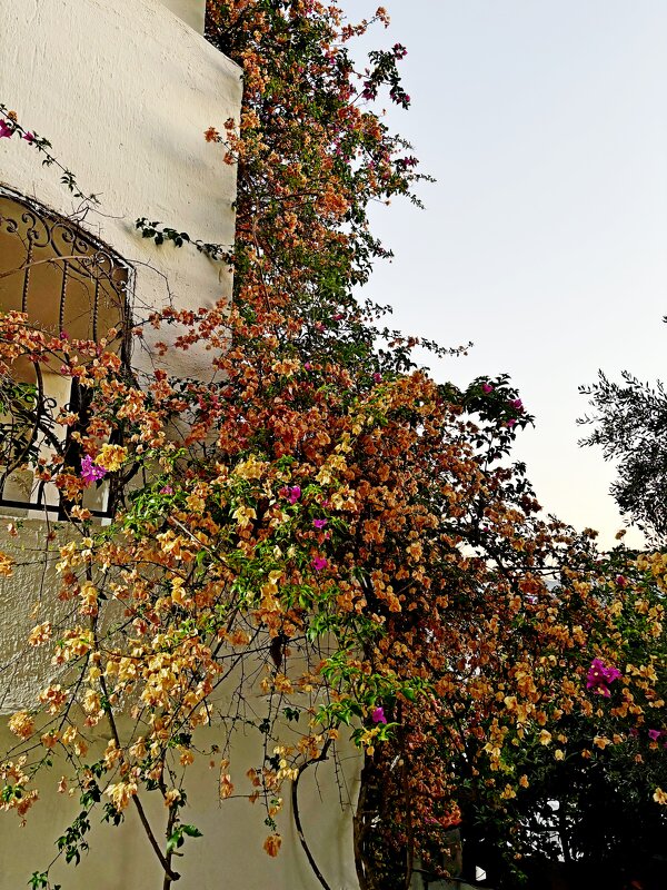 Мимо пройдешь- залюбуешься.... - Vladimir Semenchukov Мимо пройдешь- залюбуешься.... - Vladimir Semenchukov