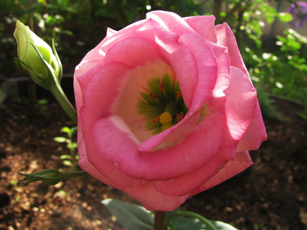 Эустома - Людмила Смородинская