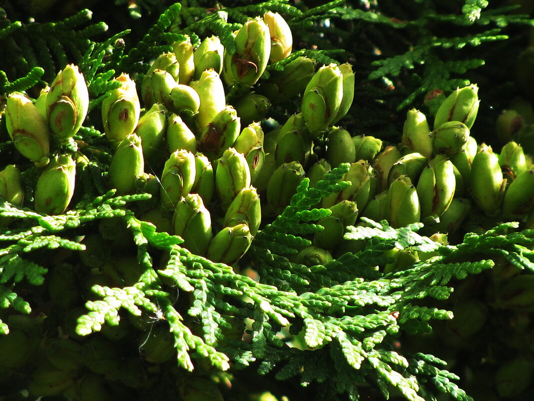 Шишечки на туе - Людмила Смородинская