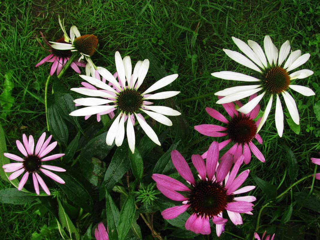 Красота - Людмила Смородинская