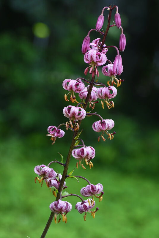 Лето в Ботаническом... Июль. - Наташа *****