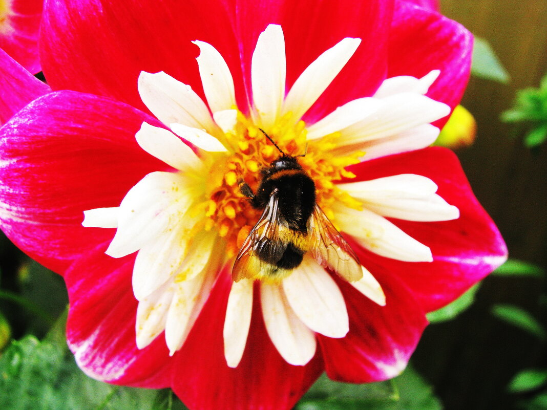 Работяга - Людмила Смородинская