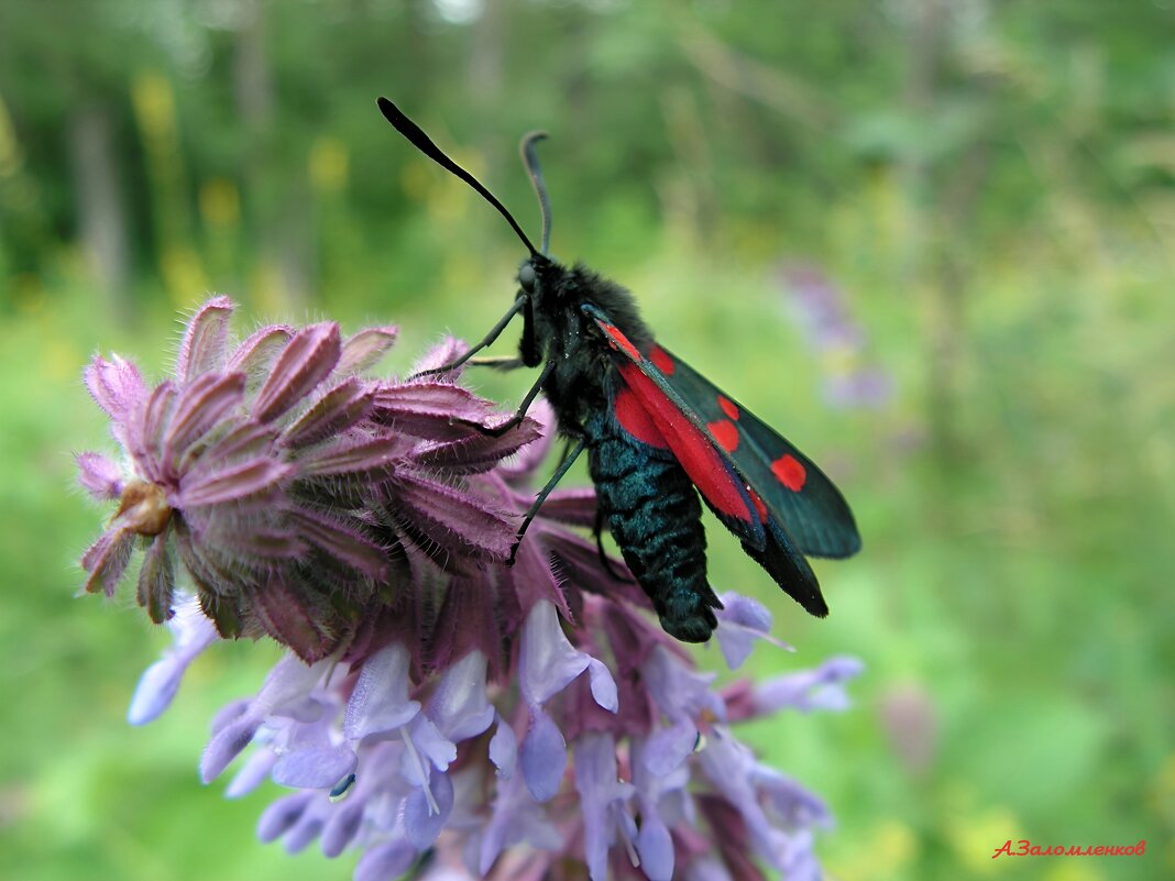 О мотыльках ушедшего лета.... - Андрей Заломленков