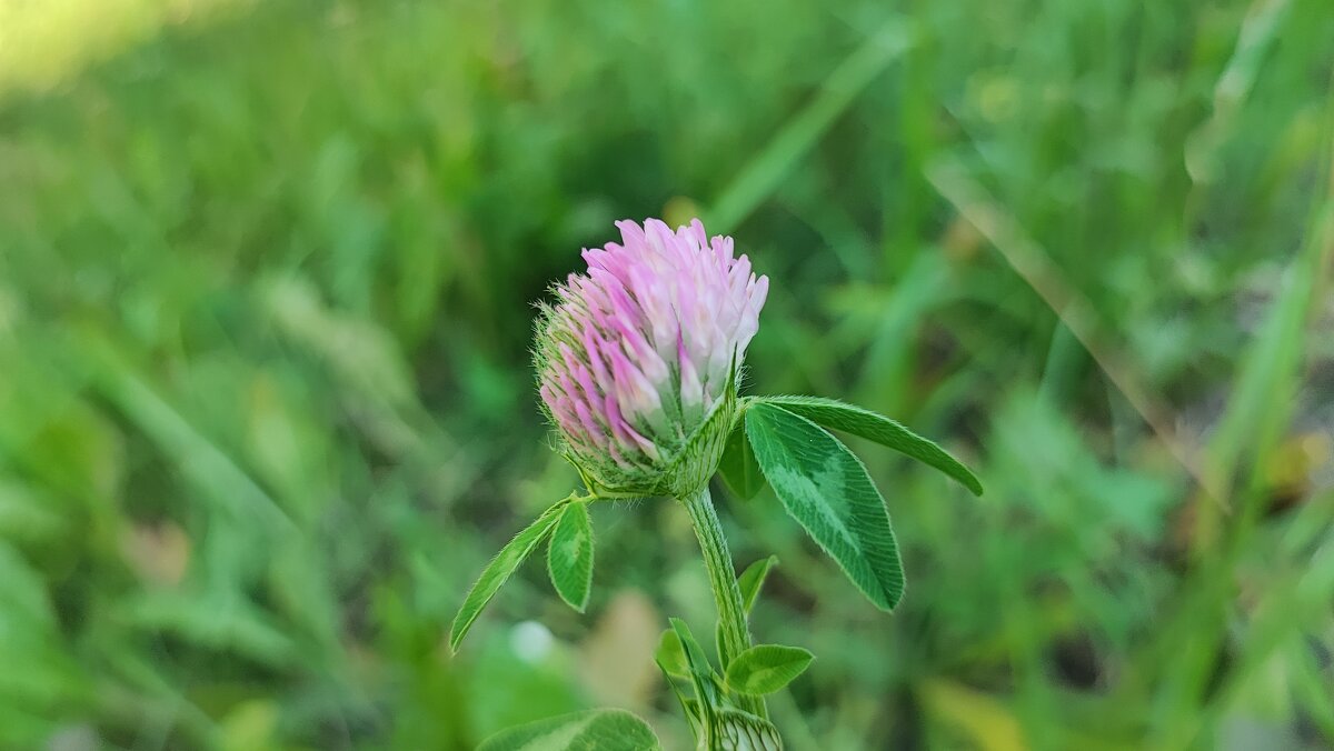 ,,, - Сергей Тимоновский