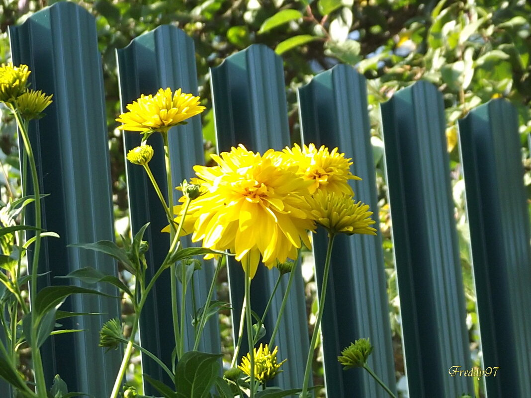 Золотые шары - Freddy 97