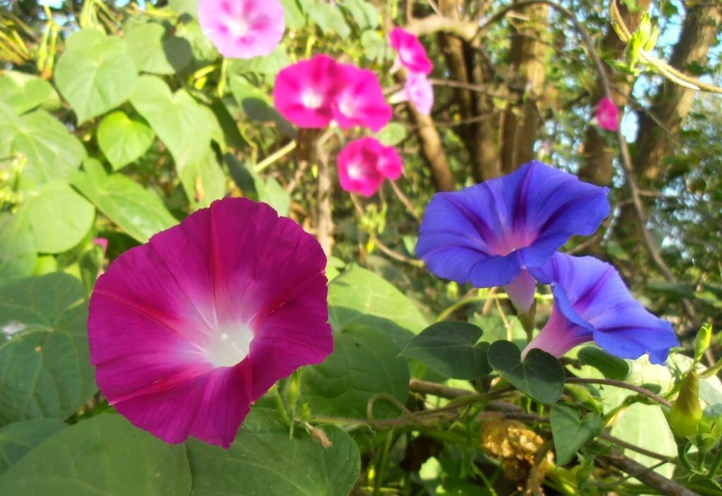 Утреннее настроение - Наталья 