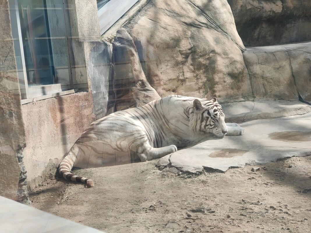 Белый бенгальский тигр - Ирэн Белый бенгальский тигр - Ирэн