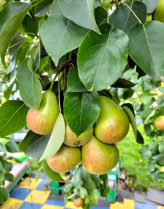 * * * - Елена * * * - Елена