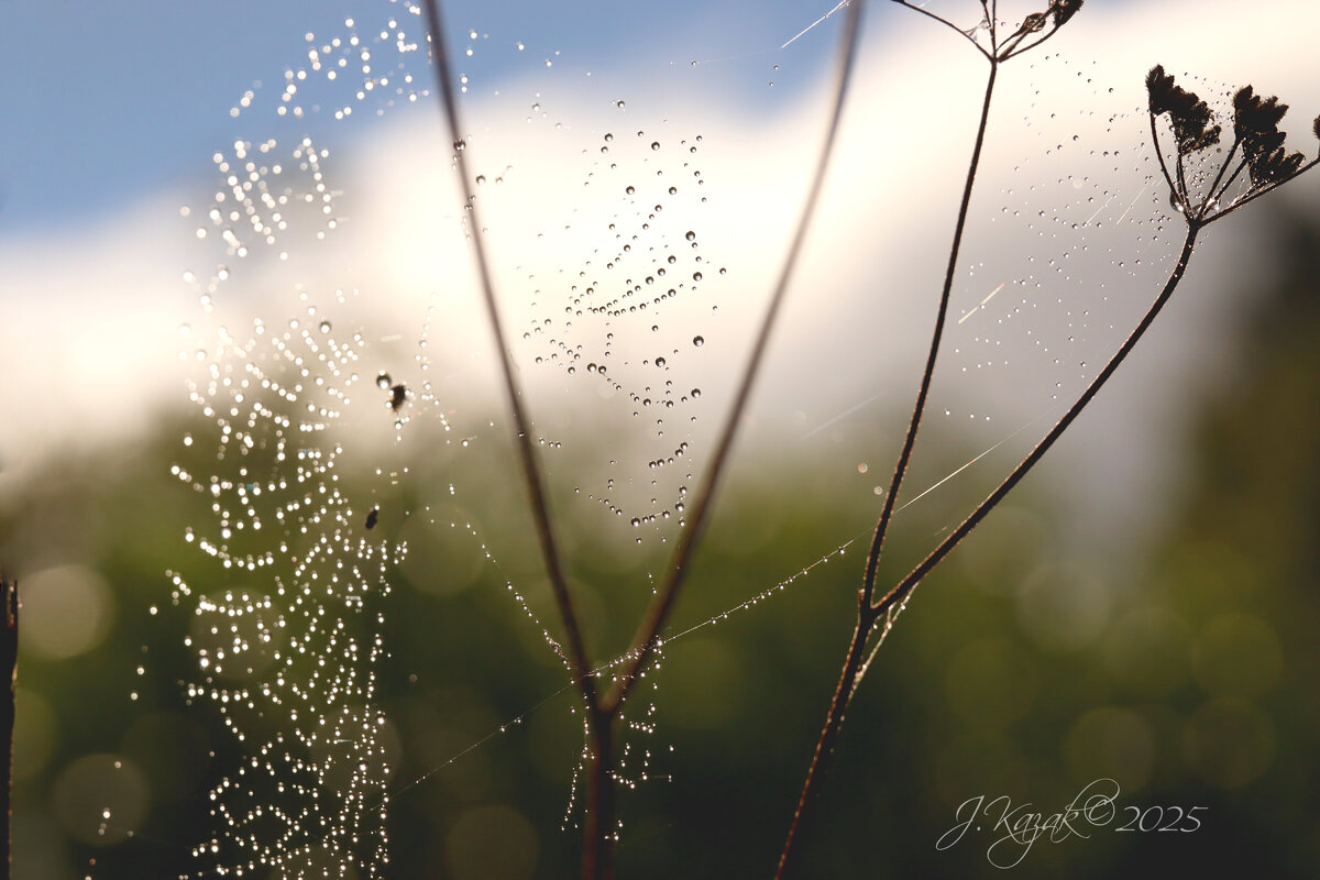 *** - Елена Kазак (selena1965) *** - Елена Kазак (selena1965)