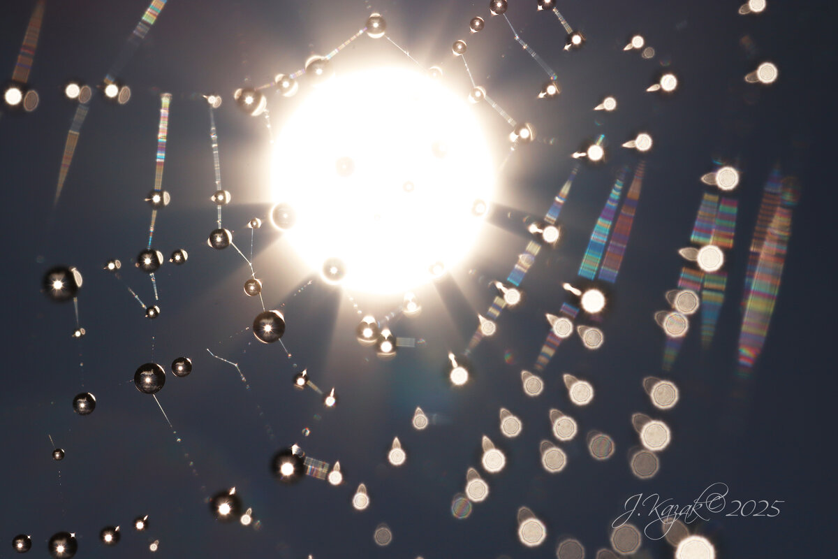 *** - Елена Kазак (selena1965)