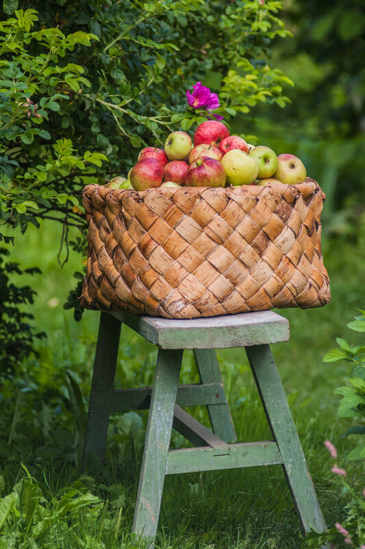 Яблоки на скамеечке - Анатолий Нецепляев Яблоки на скамеечке - Анатолий Нецепляев