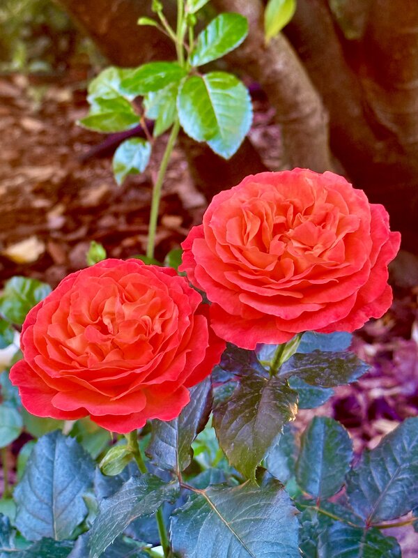 Красотки в каменных джунглях Москвы - Iren Brilliance