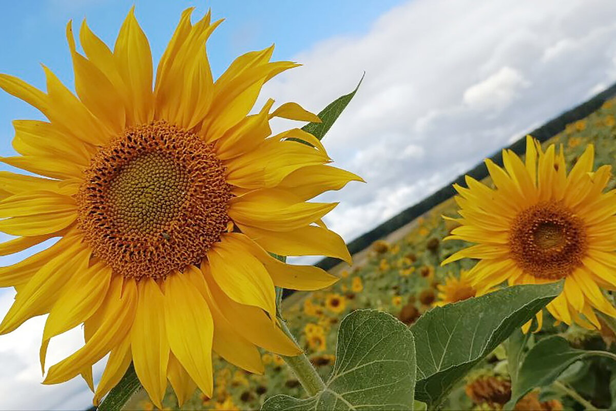 ПОДСОЛНУХИ - Дмитрий Петренко ПОДСОЛНУХИ - Дмитрий Петренко