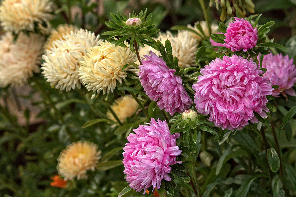 С началом осени! - Вячеслав Минаев С началом осени! - Вячеслав Минаев
