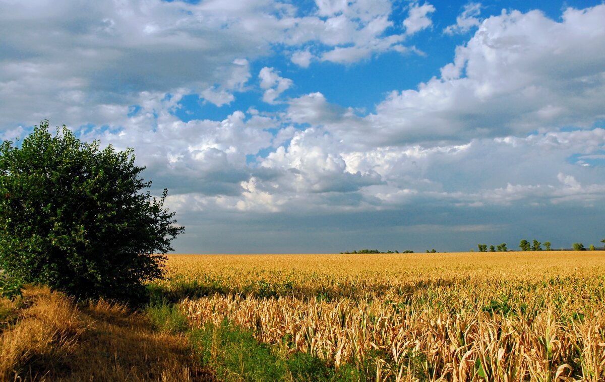 Август. - Владимир 