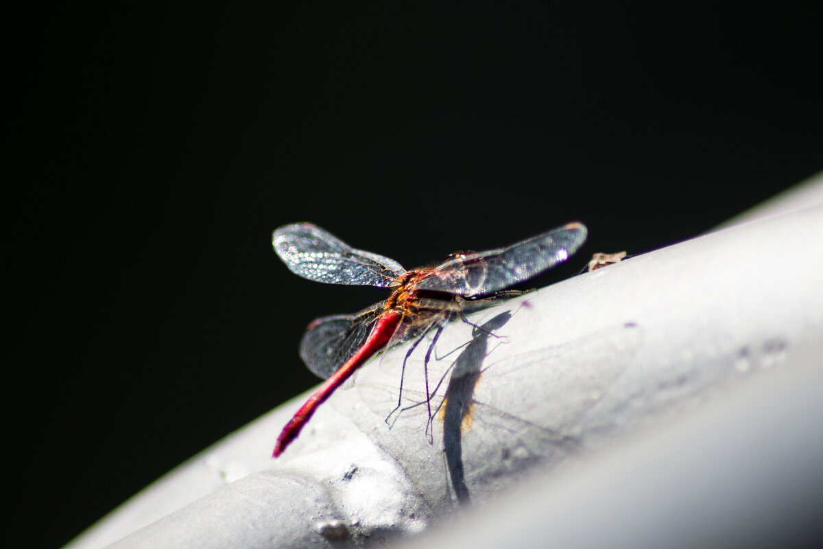 Стрекоза - Андрей Сосновский