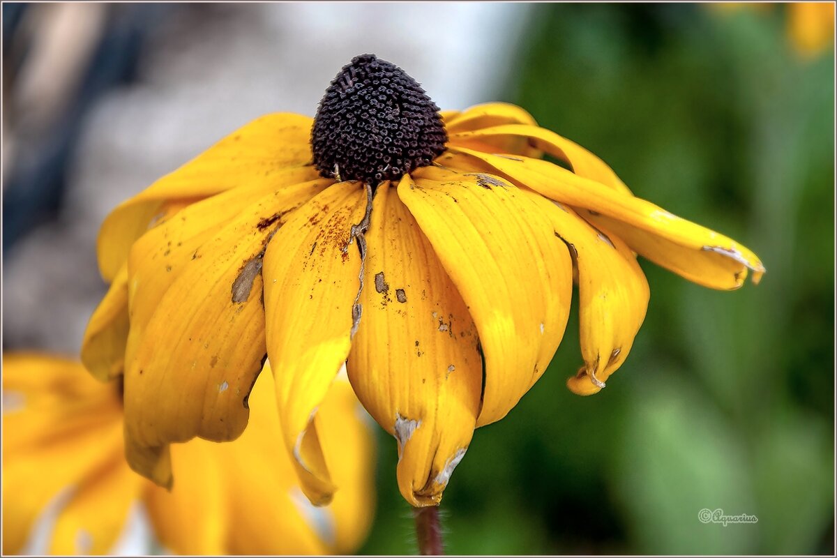 Летний вечер - Aquarius - Сергей Летний вечер - Aquarius - Сергей