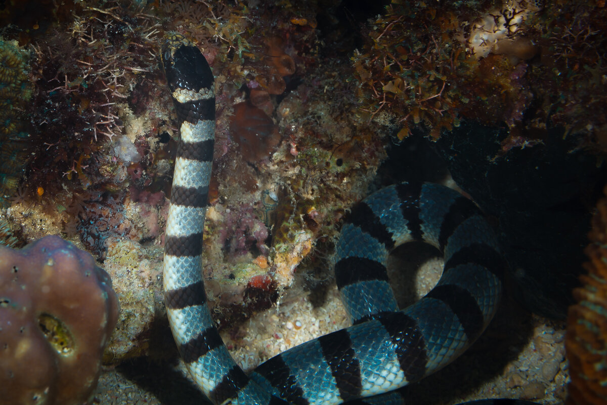 S E A  S N A K E - алексей афанасьев