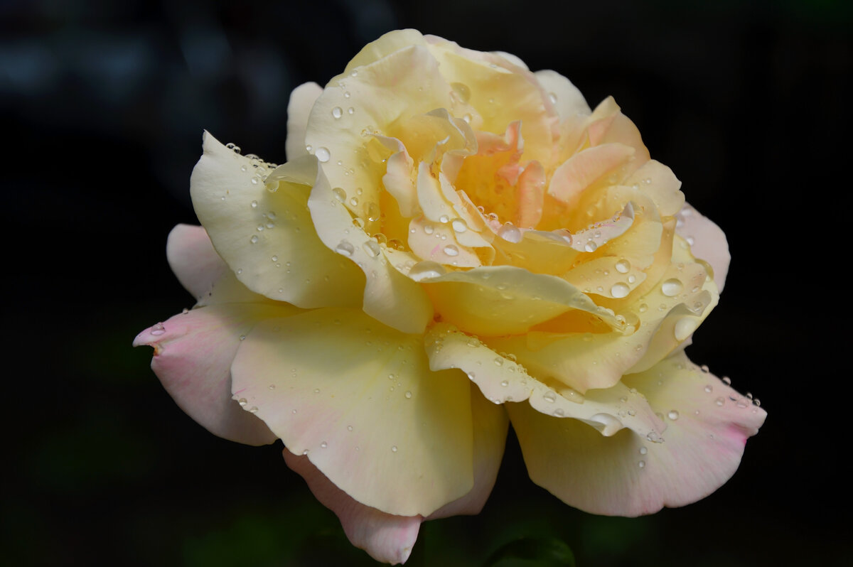 После дождя - Надежда Куркина 