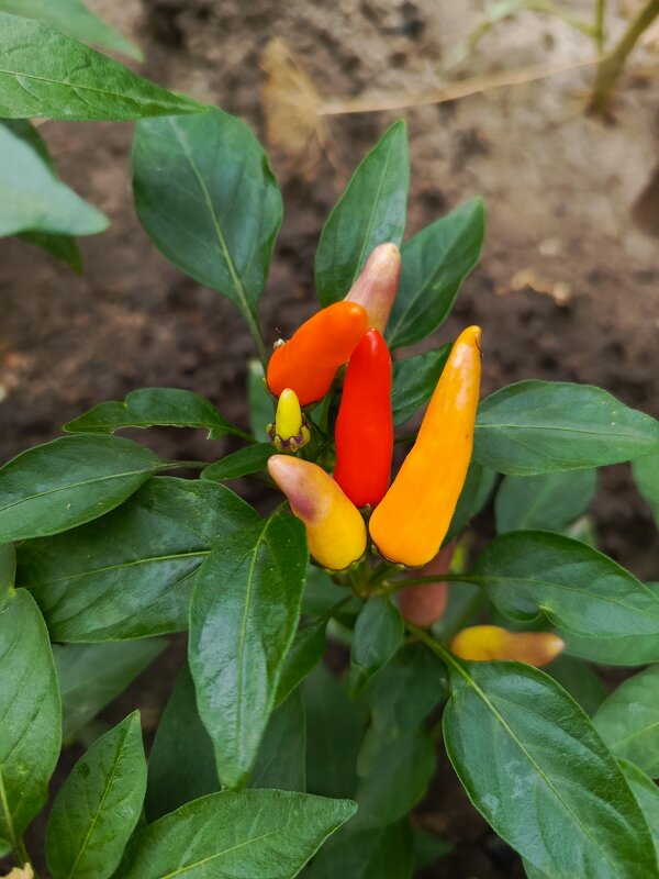 Перец горький - Татьяна Пальчикова Перец горький - Татьяна Пальчикова