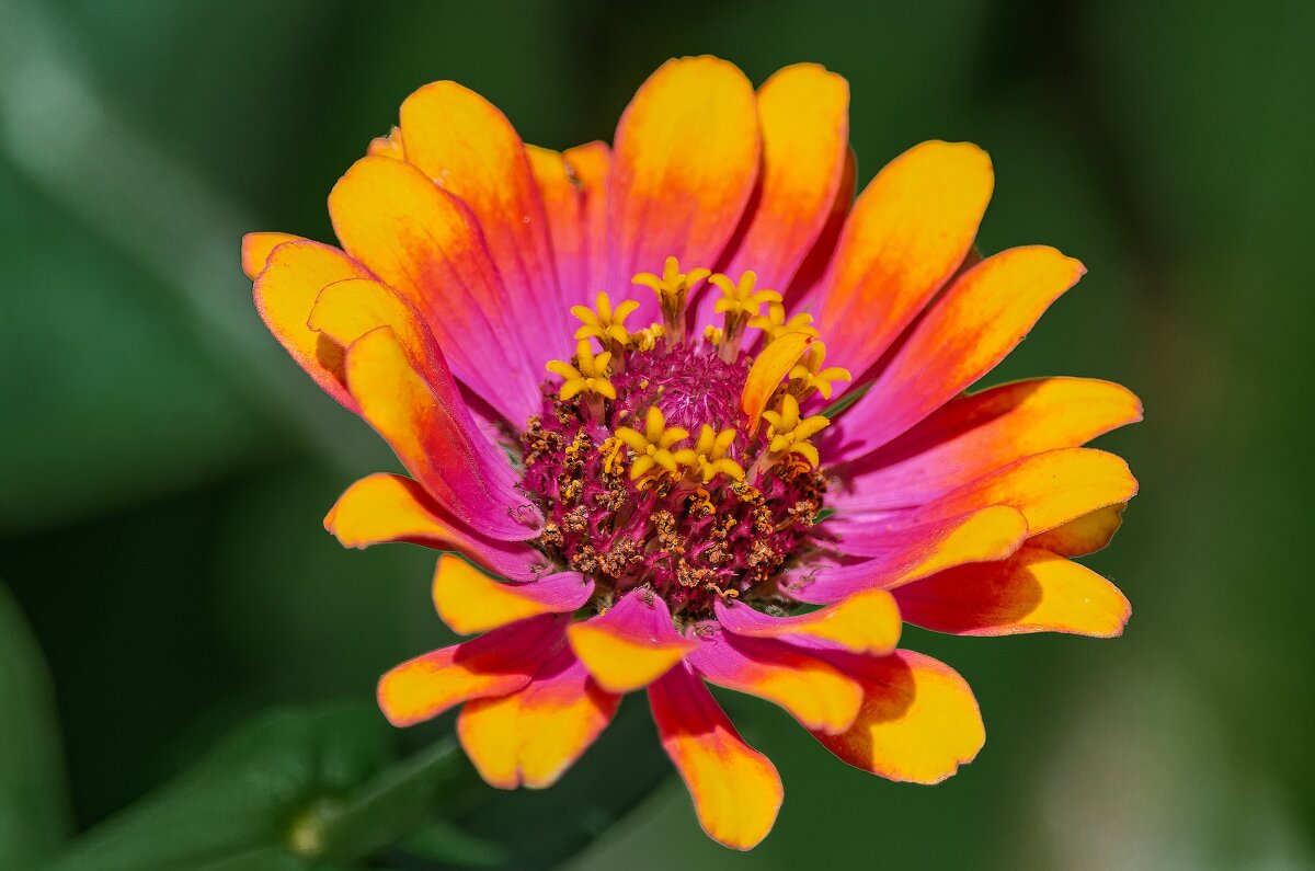 *** - Виктор Иванович Чернюк