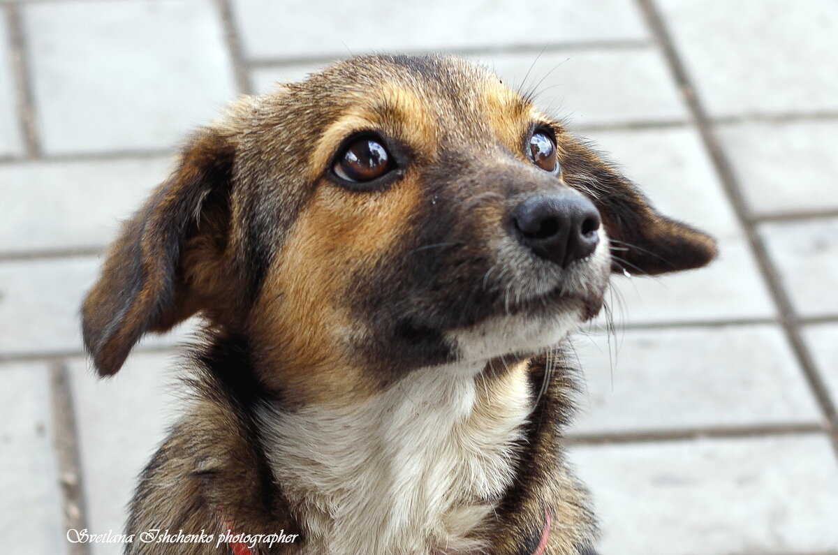 Глаза собачьи- два карих огонька - Светлана Ищенко