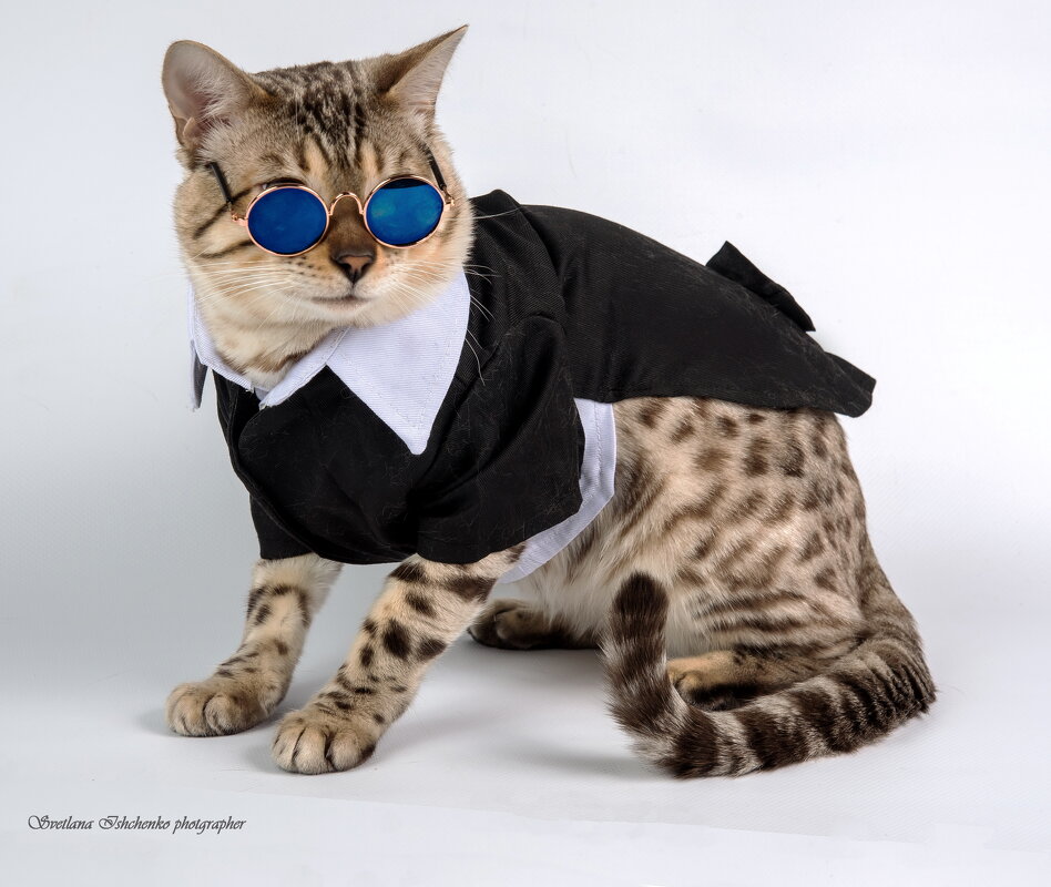 Бенгальский кот. - Светлана Ищенко