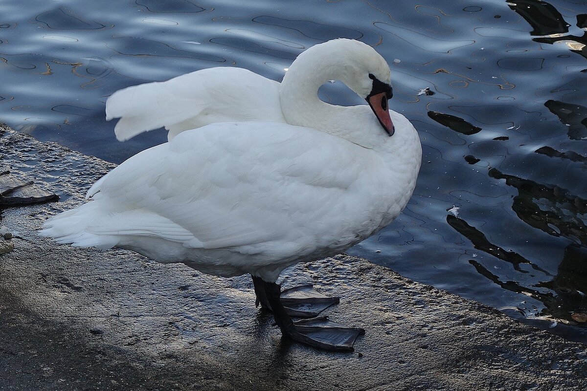 Лебедь - Рита Симонова