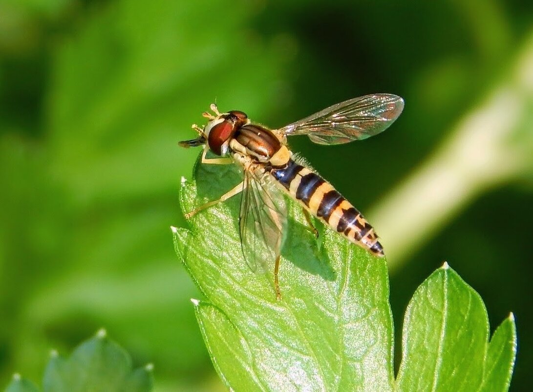 СтройНяшка с радужными крылышками! ... чистит носик  ) - Елена Хайдукова  ( Elena Fly )
