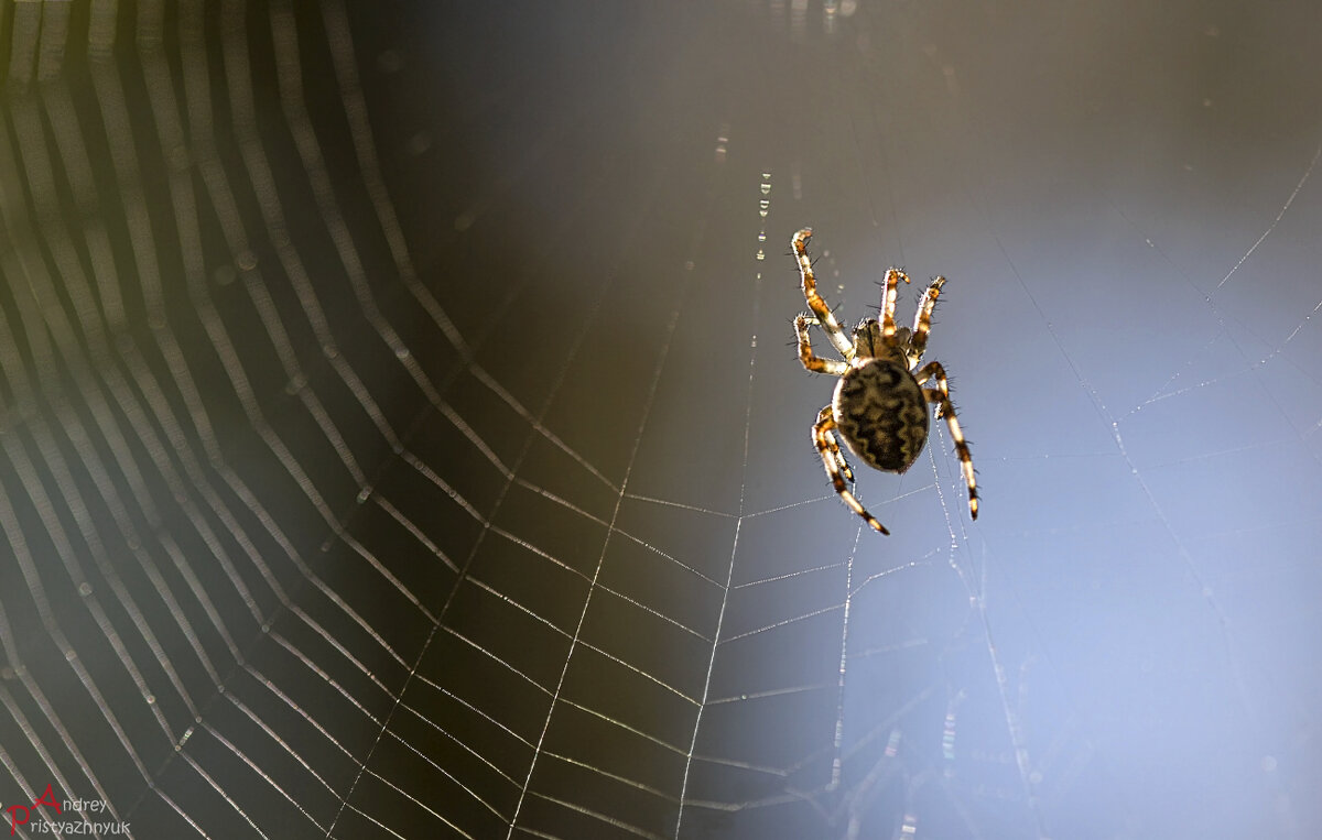 За добычей... - Андрей Пристяжнюк