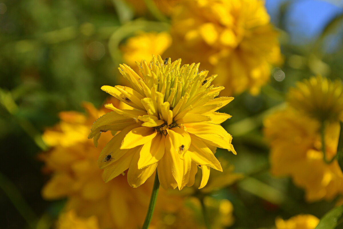 Шагаем по сентябрю - Татьяна Лютаева