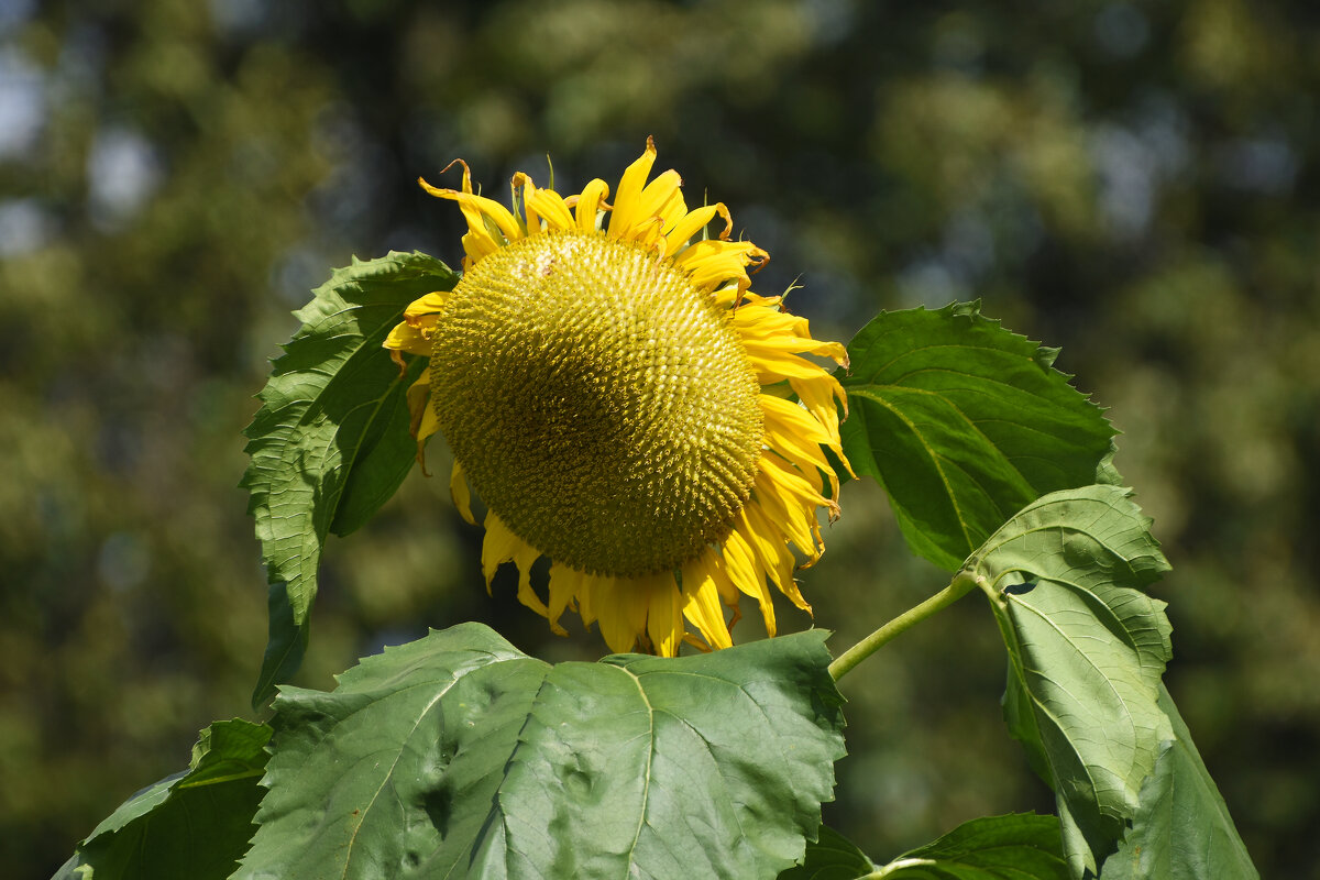 Лето в Ботаническом... Август. - Наташа ***** Лето в Ботаническом... Август. - Наташа *****