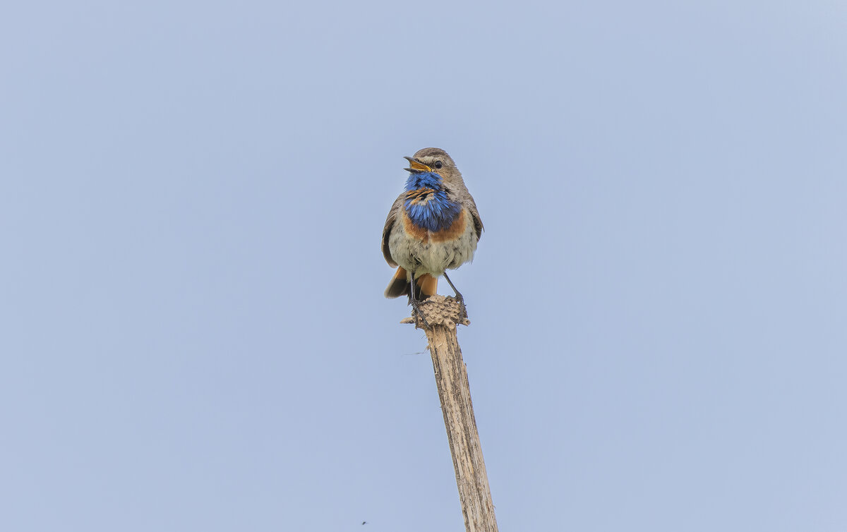 варакушка - юрий макаров