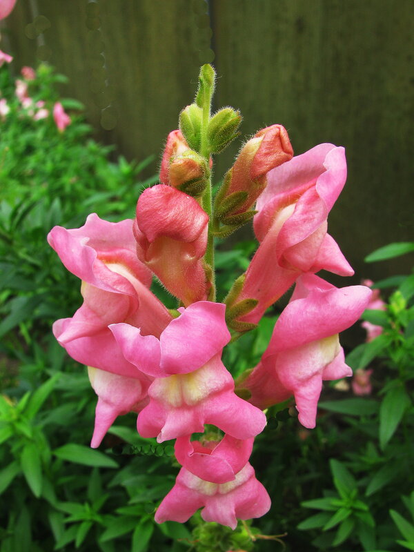 Львиный зев - Людмила Смородинская Львиный зев - Людмила Смородинская