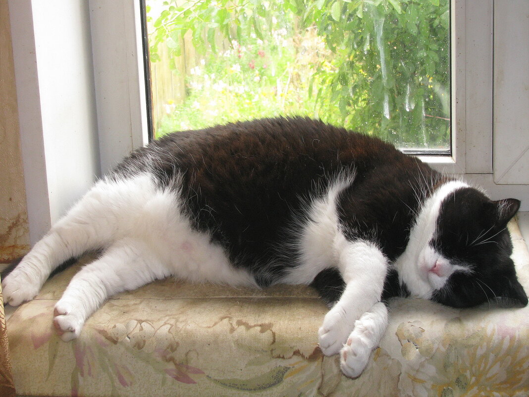 Нагулялся и уснул - Людмила Смородинская