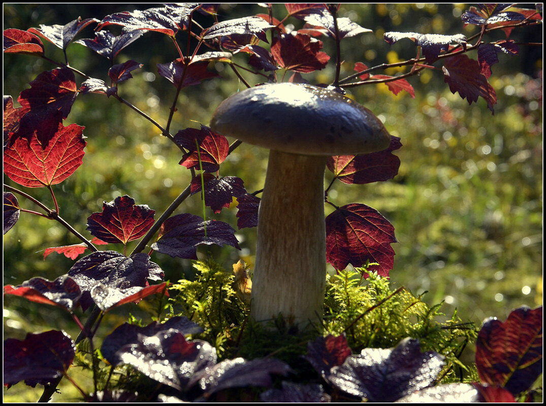 Царь - Aleksandr Gal