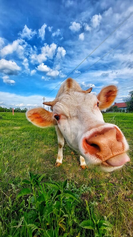 Молодой бычок - Оксана Н.