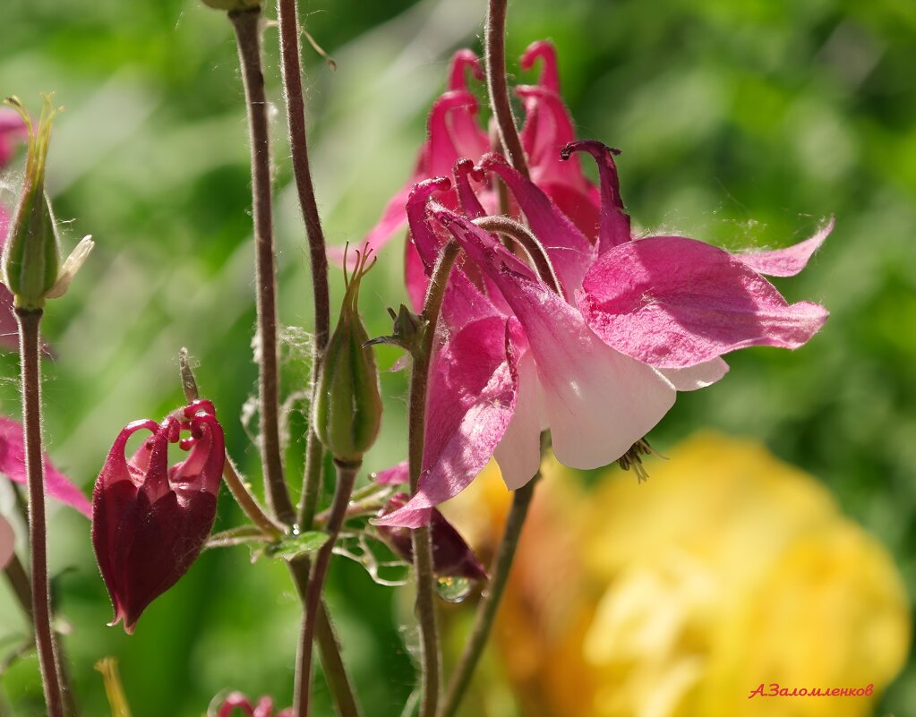 Куда ж ты лето удалилось... - Андрей Заломленков